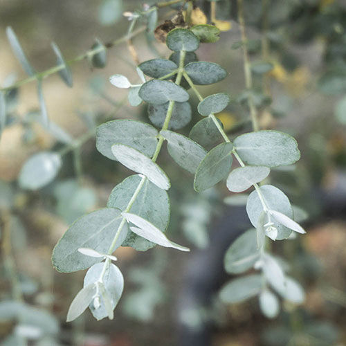 Eucalyptus gunnii Standard Eucalyptus gunnii Standard