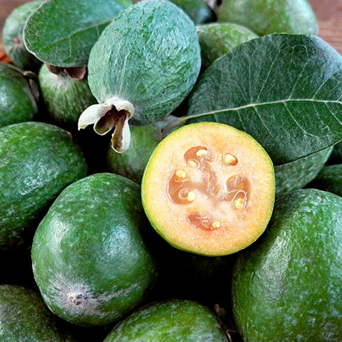 Pineapple Guava - Acca sellowiana