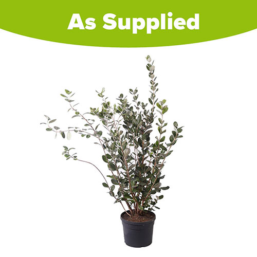 Pineapple Guava - Acca sellowiana