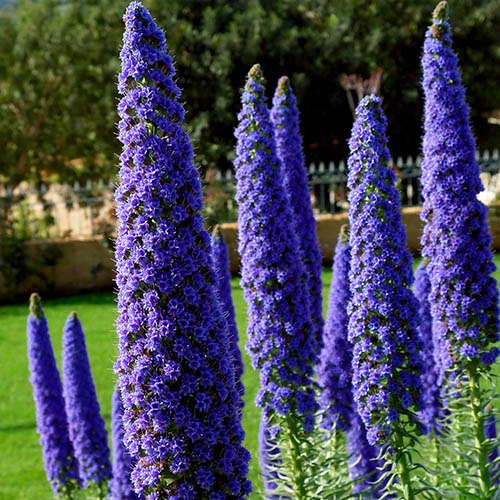 'Pride of Madeira' Echium candicans YouGarden