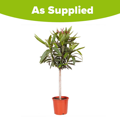 Oleander Shades of Pink Standard