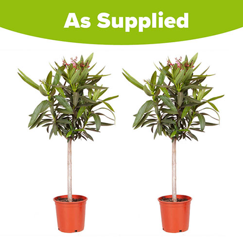 Oleander Shades of Pink Standards