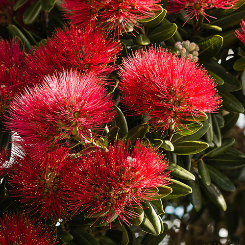 New Zealand Christmas Tree
