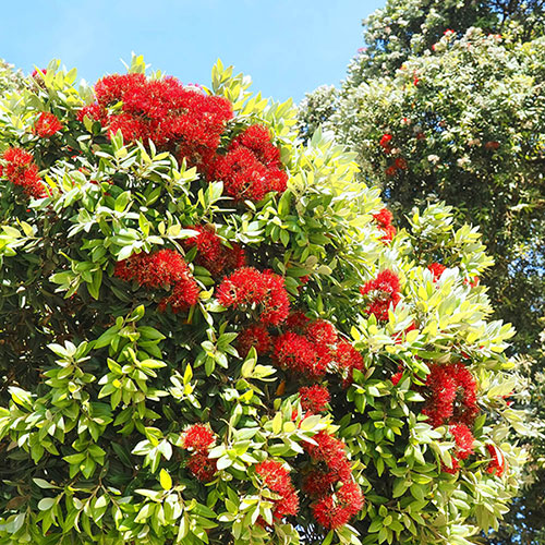 New Zealand Christmas Tree