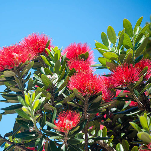 New Zealand Christmas Tree