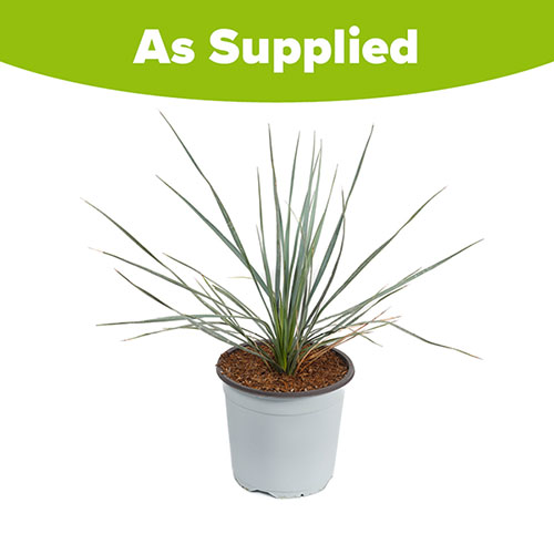 Yucca rostrata Yucca rostrata