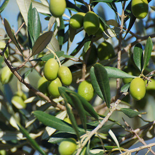 Half Standard Olive Tree Half Standard Olive Tree