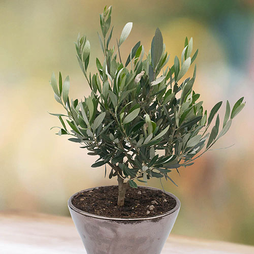 Half Standard Olive Tree Half Standard Olive Tree