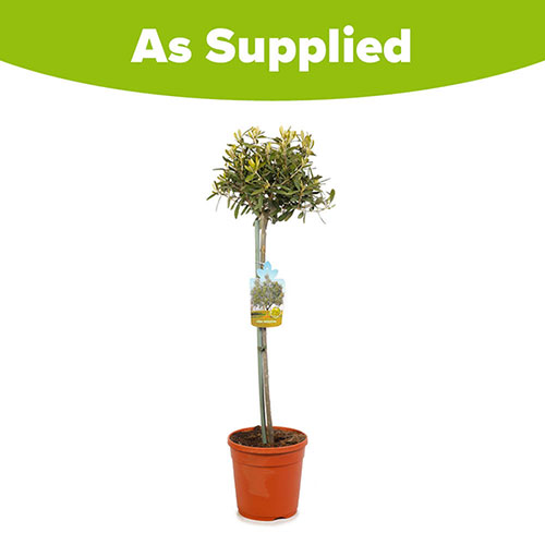 Half Standard Olive Tree Half Standard Olive Tree