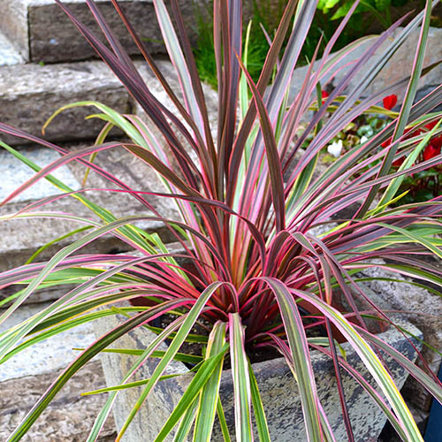 Cordyline 'Can Can' in 9cm pot x3