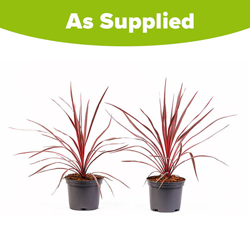 Cordyline Charlie Boy