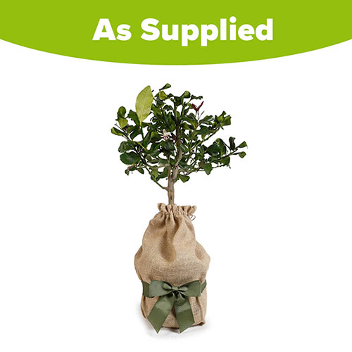 Citrus Lemon Tree Gift Wrapped