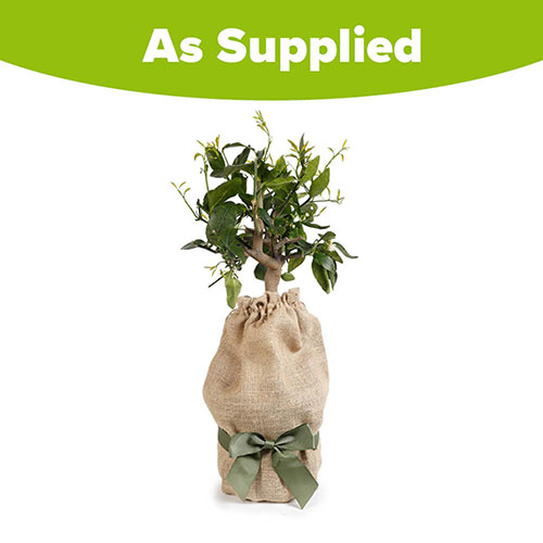 Citrus Lime Tree Gift Wrapped