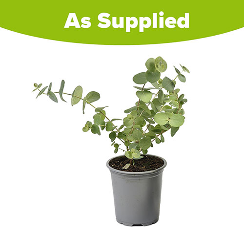 Eucalyptus Baby Blue Bouquet