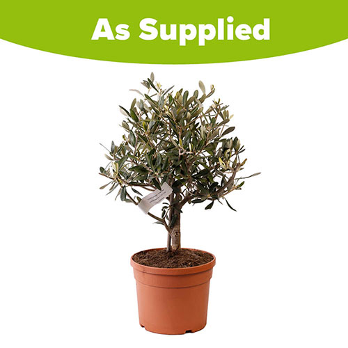 Olive Mini Standard Tree Olive Mini Standard Tree