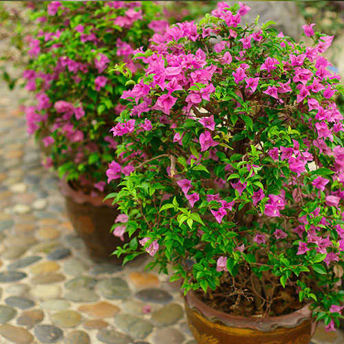 Bougainvillea Bush Bougainvillea Bush