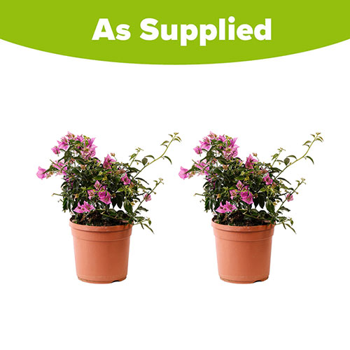 Bougainvillea Bush Bougainvillea Bush