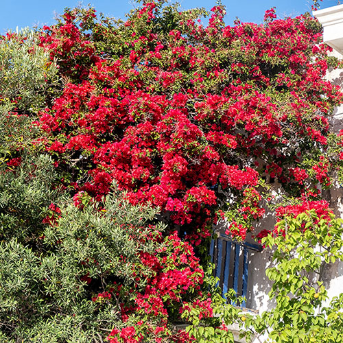 Bougainvillea Red on Trellis