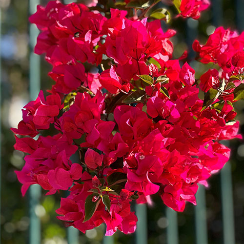 Bougainvillea Red on Trellis