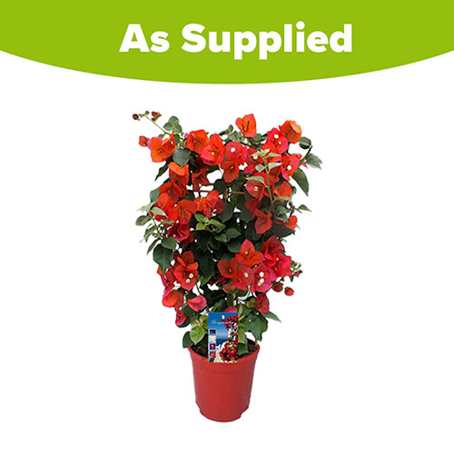 Bougainvillea Red on Trellis