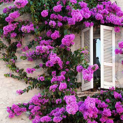 Bougainvillea Purple on Trellis