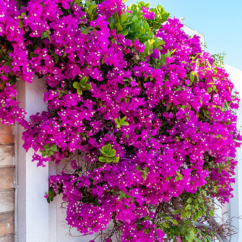 Bougainvillea Purple on Trellis