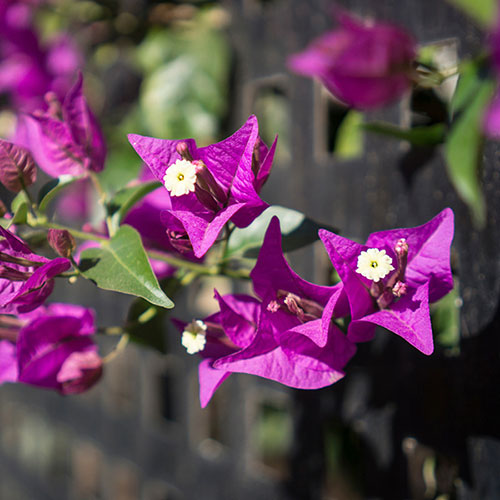 Bougainvillea Purple on Trellis