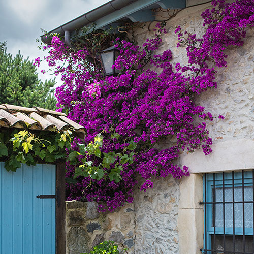 Bougainvillea Purple on Trellis