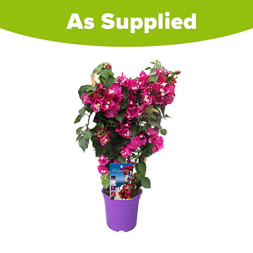 Bougainvillea Purple on Trellis