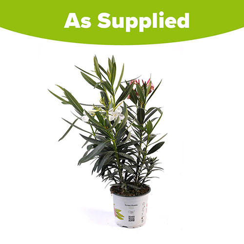 Tricolour Oleander Bush