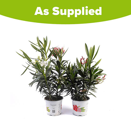 Tricolour Oleander Bushes Tricolour Oleander Bushes