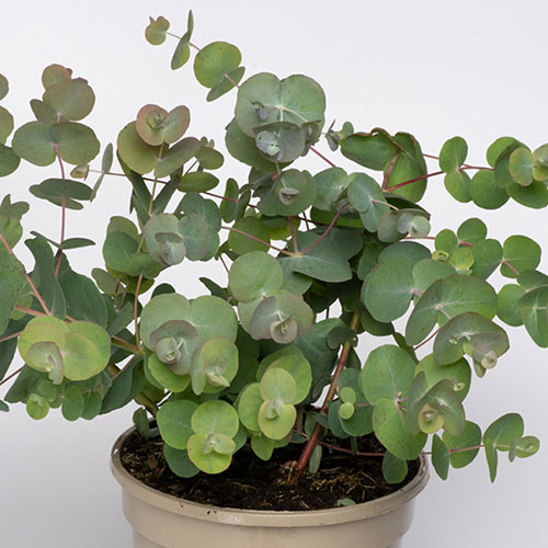 Eucalyptus Baby Blue Bouquet