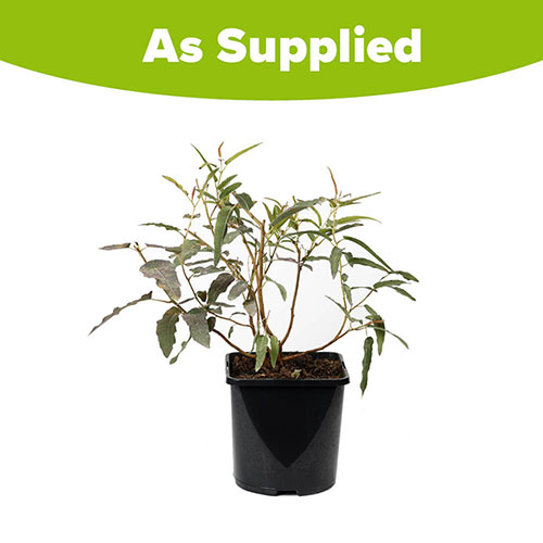 Eucalyptus citriodora