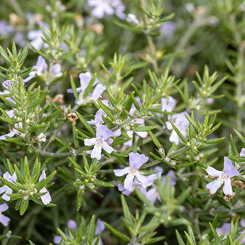 Westringia fruticosa Westringia fruticosa