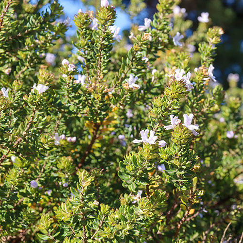 Westringia fruticosa Westringia fruticosa