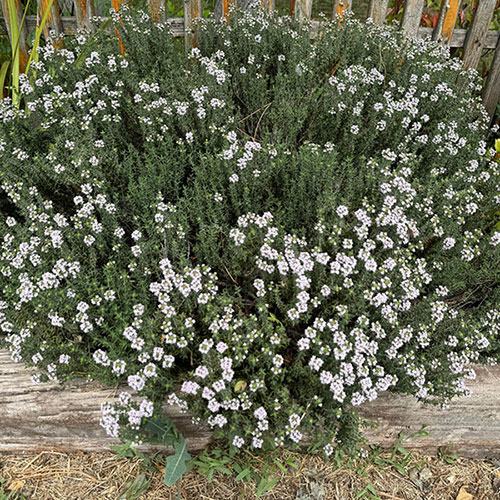 Westringia fruticosa Westringia fruticosa