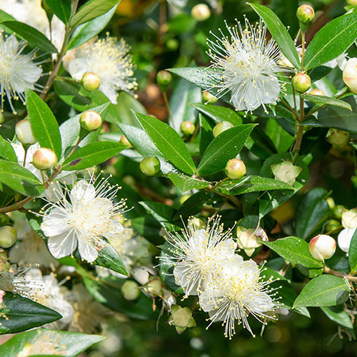 Myrtus communis