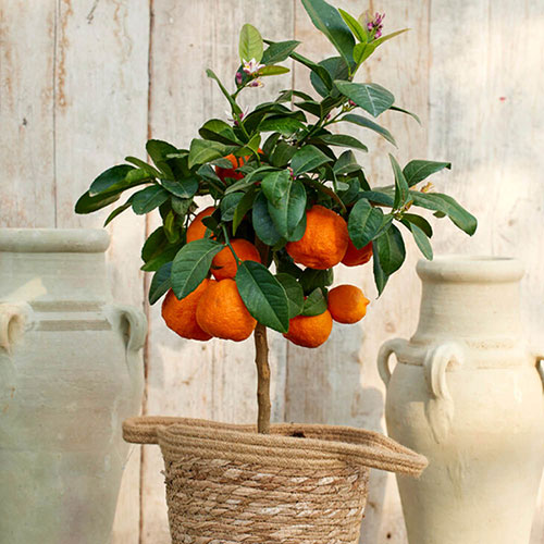Citrus Red Lime Tree with Fruit Citrus Red Lime Tree with Fruit