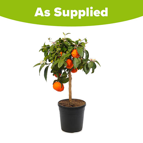 Citrus Red Lime Tree with Fruit