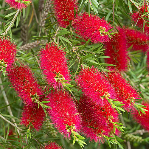 Callistemon viminalis Red Star Callistemon viminalis Red Star