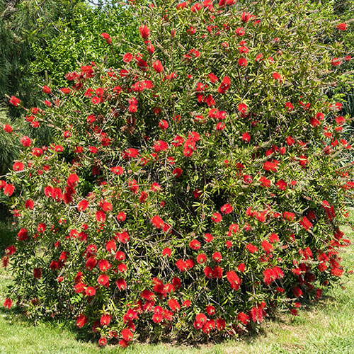 Callistemon viminalis Red Star Callistemon viminalis Red Star