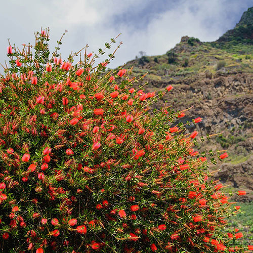 Callistemon viminalis Red Star Callistemon viminalis Red Star