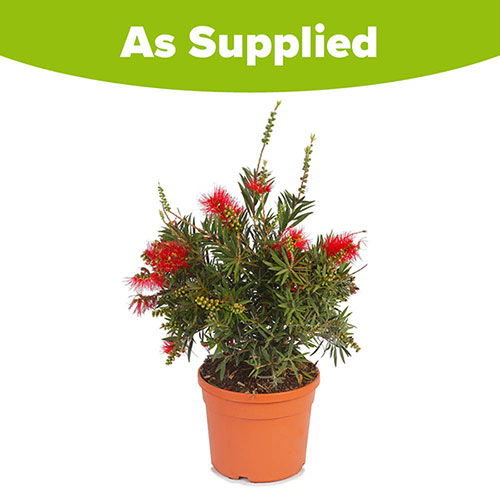 Callistemon viminalis Red Star Callistemon viminalis Red Star