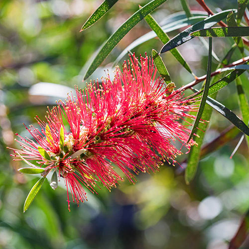 Callistemon viminalis Red Star Standard Callistemon viminalis Red Star Standard