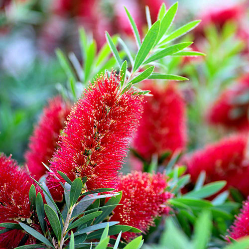 Callistemon viminalis Red Star Standard Callistemon viminalis Red Star Standard