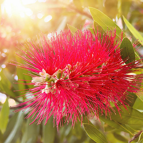 Callistemon viminalis Red Star Standard Callistemon viminalis Red Star Standard