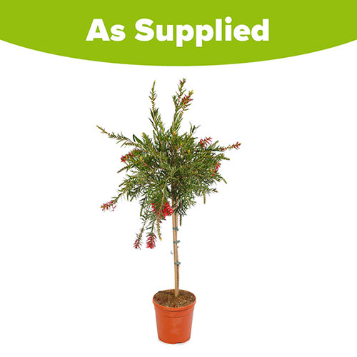 Callistemon viminalis Red Star Standard Callistemon viminalis Red Star Standard
