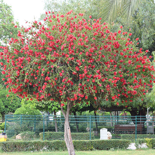 Callistemon viminalis 'Red Star' Standards