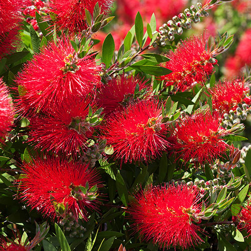 Callistemon viminalis Red Star Standards Callistemon viminalis Red Star Standards