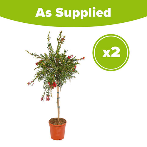 Callistemon viminalis Red Star Standards Callistemon viminalis Red Star Standards